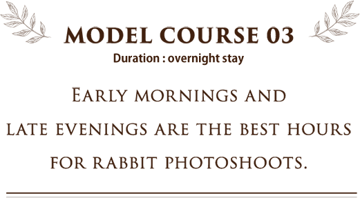 MODEL COURSE 03 EARLY MORNINGS AND LATE EVENINGS ARE THE BEST HOURS FOR RABBIT PHOTOSHOOTS.